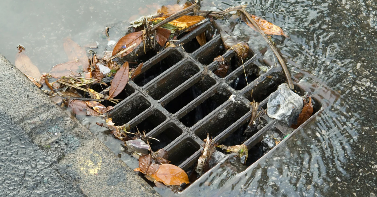 Tree Root Issues for Blocked Drains